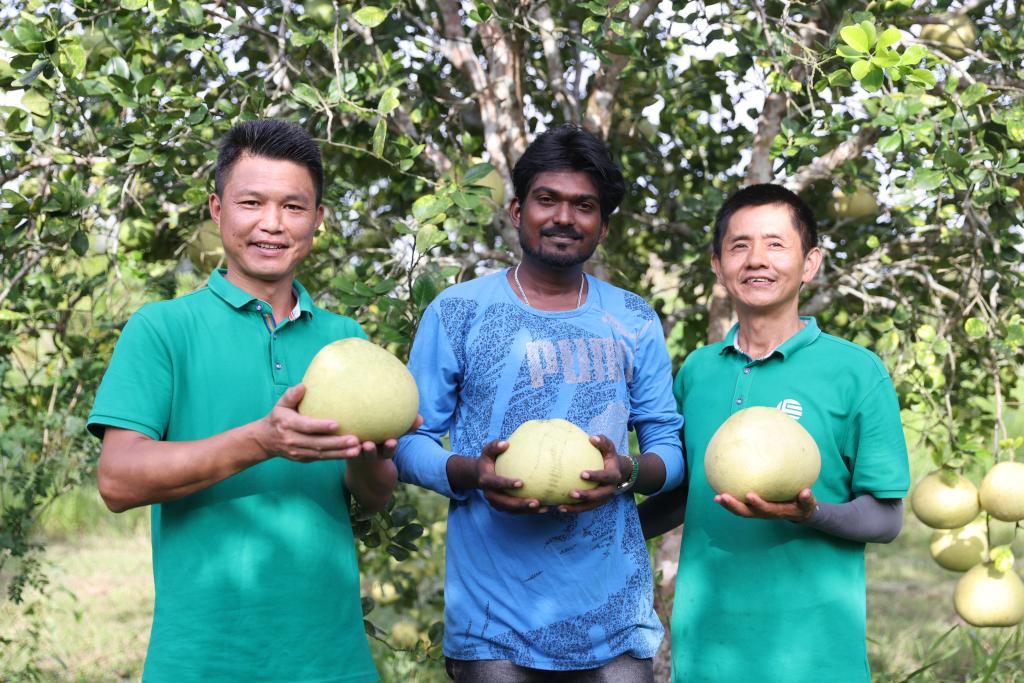 On April 5th, Suriname farmer Ashwin Duki (center) showcased a bountiful harvest of grapefruit with Chinese agricultural technology experts.