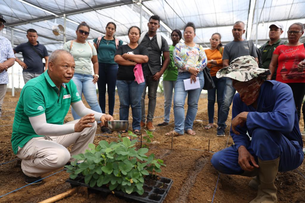 On April 3rd, at the China Assistance to Suriname Agricultural Technology Cooperation Center, students were learning agricultural related knowledge.