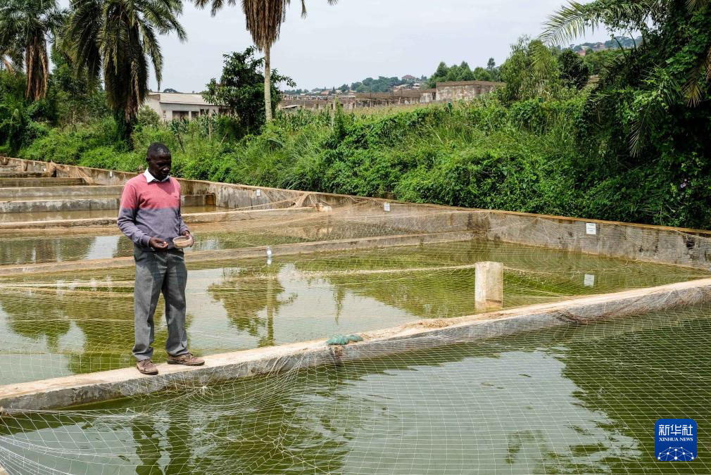 On December 21, 2022, local employees took care of fish fry at the Uganda Aquatic Research and Development Center on the outskirts of Kampala, the capital of Uganda. Xinhua News Agency (Photo by Ajara Navada)