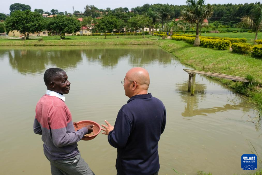 On December 21, 2022, at the Uganda Aquatic Research and Development Center on the outskirts of Kampala, the capital of Uganda, Chinese aquatic expert Chen Taihua (right) exchanged ideas with local employees. Xinhua News Agency (Photo by Ajara Navada)