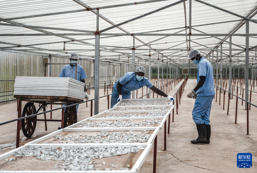 On June 22, 2023, staff dried anchovy in the town of Shimoni, Kwalay County, Kenya. Photo by Xinhua News Agency reporter Wang Guansen