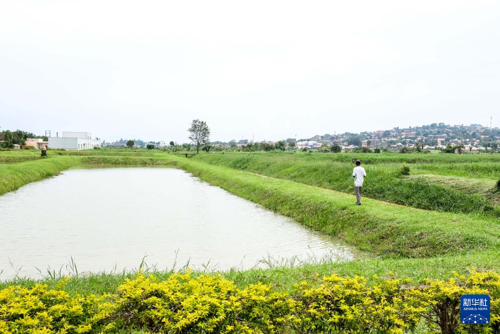 This is a pond taken at the Uganda Aquatic Research and Development Center on the outskirts of Kampala, the capital of Uganda, on December 21, 2022. Xinhua News Agency (Photo by Ajara Navada)