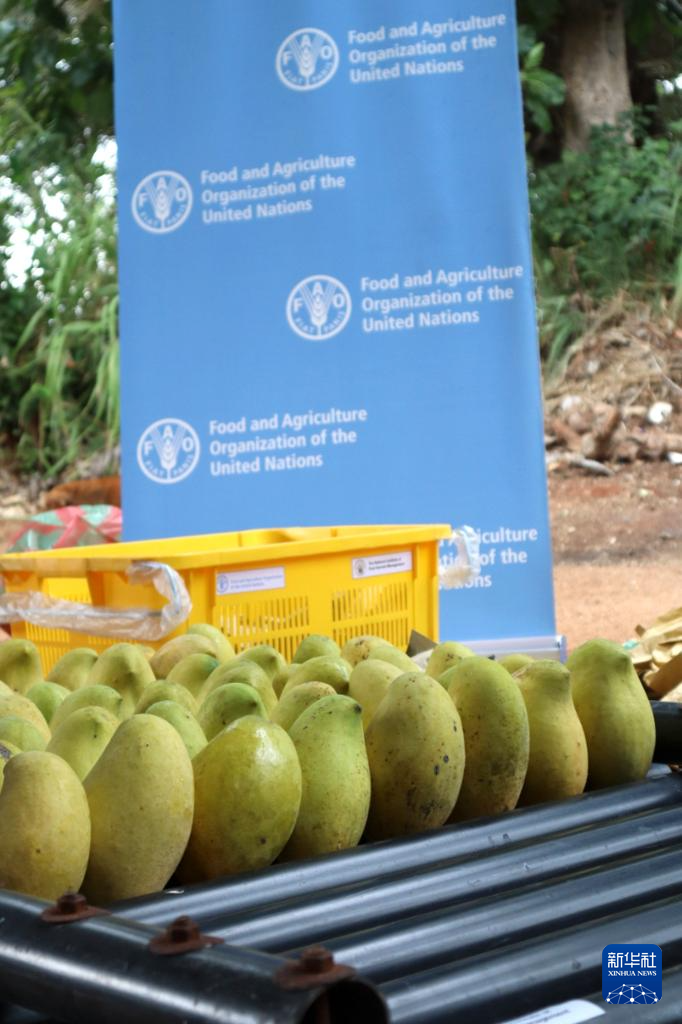 This is a harvested mango captured on August 8th at the Mango Demonstration Base in Anuradhapura, Sri Lanka. Xinhua News Agency (Image provided by the Expert Group on South South Cooperation between China, the Food and Agriculture Organization of the United Nations, and Sri Lanka)