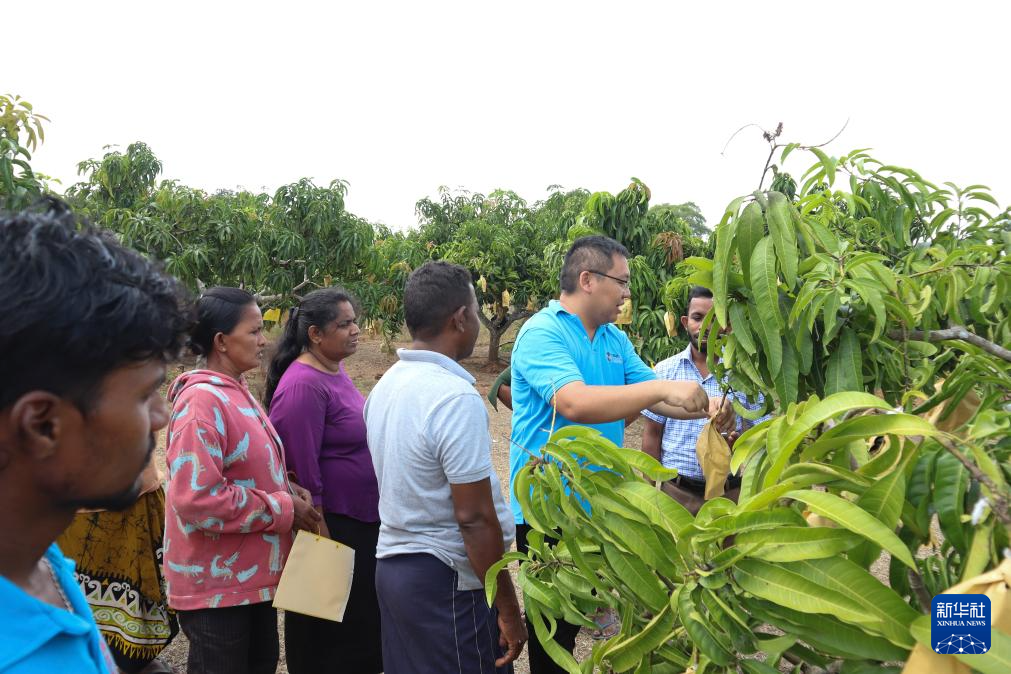 On August 8th, Chinese tropical agriculture experts provided agricultural technical guidance to local farmers at the mango demonstration base in Anuradhapura, Sri Lanka. Xinhua News Agency (Image provided by the Expert Group on South South Cooperation between China, the Food and Agriculture Organization of the United Nations, and Sri Lanka)