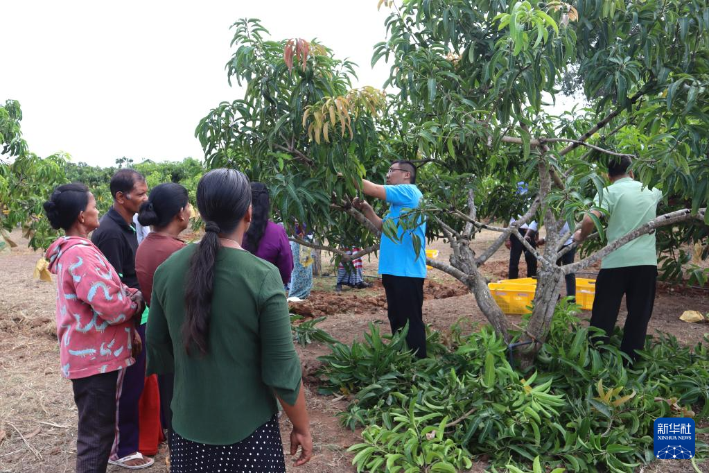 On August 8th, Chinese tropical agriculture experts provided agricultural technical guidance to local farmers at the mango demonstration base in Anuradhapura, Sri Lanka. Xinhua News Agency (Image provided by the Expert Group on South South Cooperation between China, the Food and Agriculture Organization of the United Nations, and Sri Lanka)