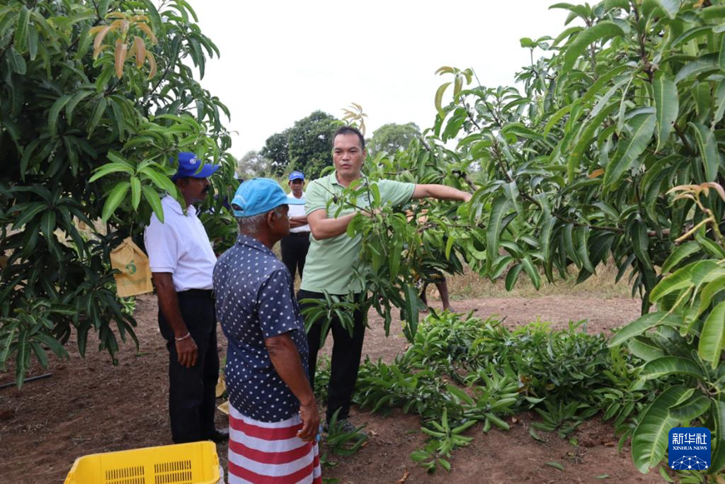 On August 8th, Chinese tropical agriculture experts provided agricultural technical guidance to local farmers at the mango demonstration base in Anuradhapura, Sri Lanka. Xinhua News Agency (Image provided by the Expert Group on South South Cooperation between China, the Food and Agriculture Organization of the United Nations, and Sri Lanka)