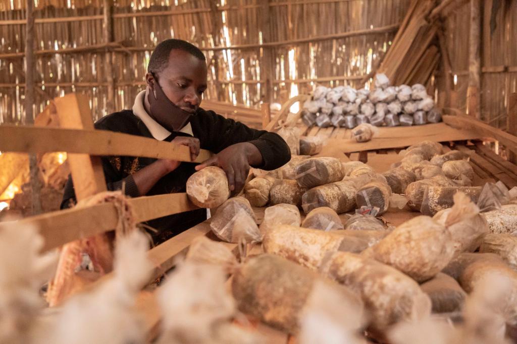 At a mushroom cultivation workshop in Kigali, the capital of Rwanda, owner Emmanuel Ashimana inspects mushroom bags (September 9, 2020). In 2006, mushroom and grass experts from Fujian Agriculture and Forestry University in China came to Rwanda to start a mushroom and grass technology cooperation project, demonstrating and promoting mushroom and grass technology locally. Xinhua News Agency (Photo by Cyril Ndeya)