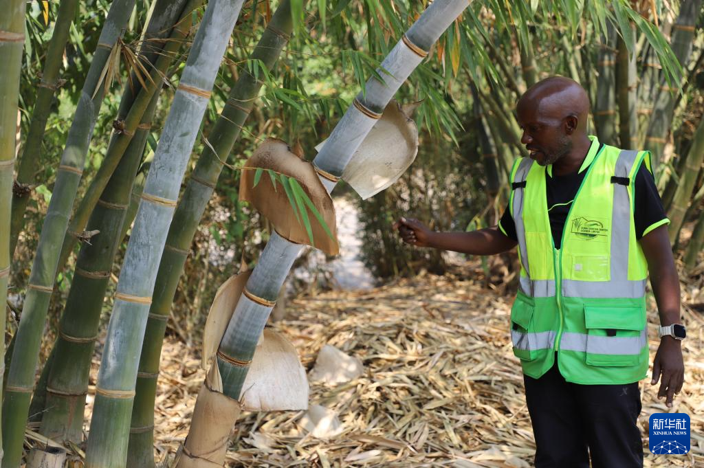 On August 5th, Abi Sitif Tusimi was cooking bamboo at a bamboo plantation in Mbarara City, western Uganda. Xinhua News Agency (Photo by Ronald Sekandi)