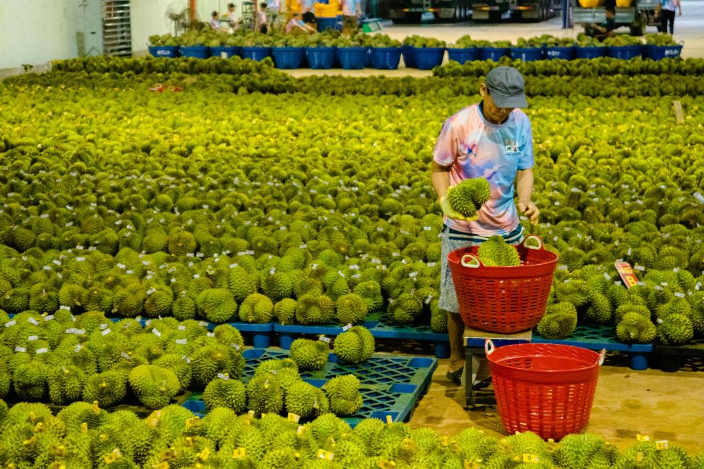 On September 15, 2023, a worker weighed durian at a durian processing plant in Dole Province, Vietnam. Shen Jizhong 