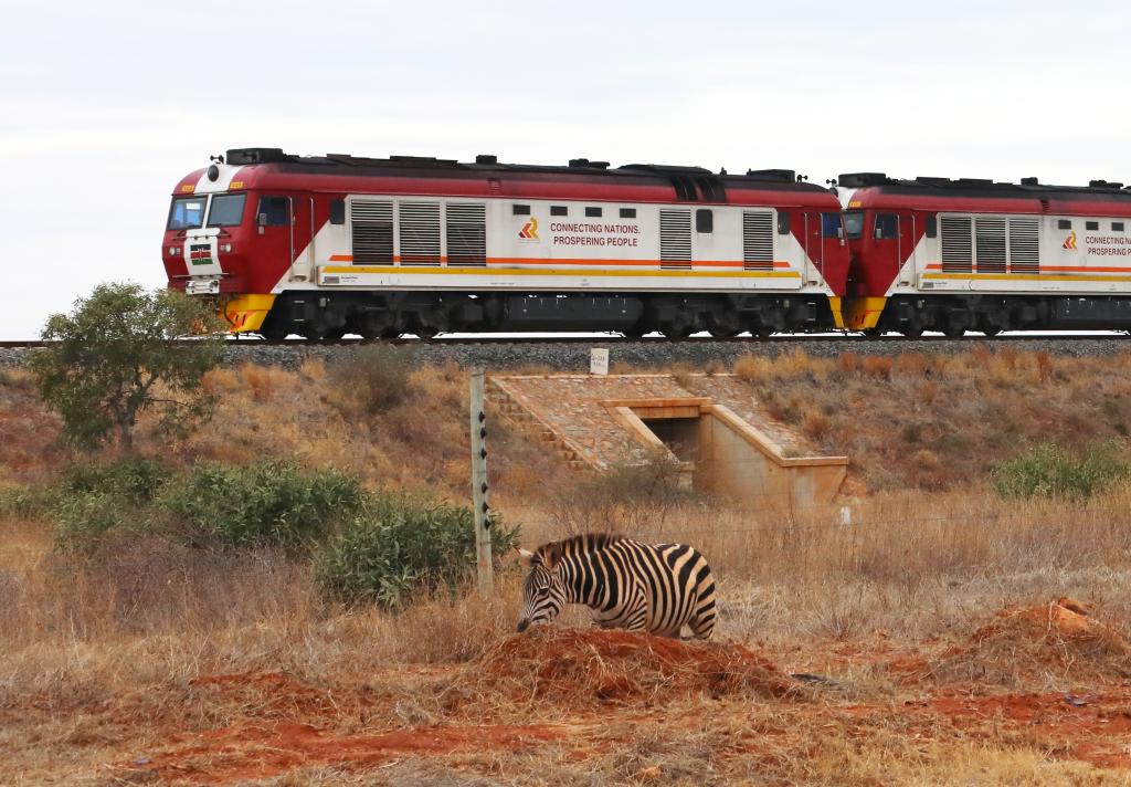 On July 28, 2022, in Tsavo, Kenya, a zebra grazes near the Mombasa Nairobi railway. Photo by Dong Jianghui, Xinhua News Agency reporter