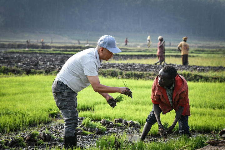   2024年8月14日，在盧安達南方省胡耶區，水稻專家鄭瑞金（左）在稻田裏指導當地稻農進行秧苗移栽。 新華社記者韓旭攝