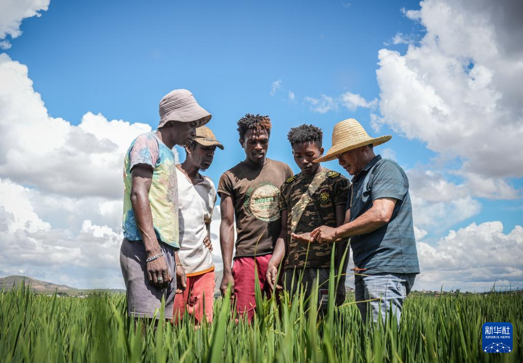 On March 25th, in Mahizi town, Madagascar, Chinese agricultural expert Hu Yuefang (first from the right) introduced the growth of rice to local rice farmers. Photo by Xinhua News Agency reporter Li Yahui