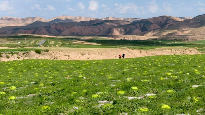   農戶在中衛市沙坡頭區香山鄉硒砂瓜瓜田勞作。 新華社記者王鵬攝