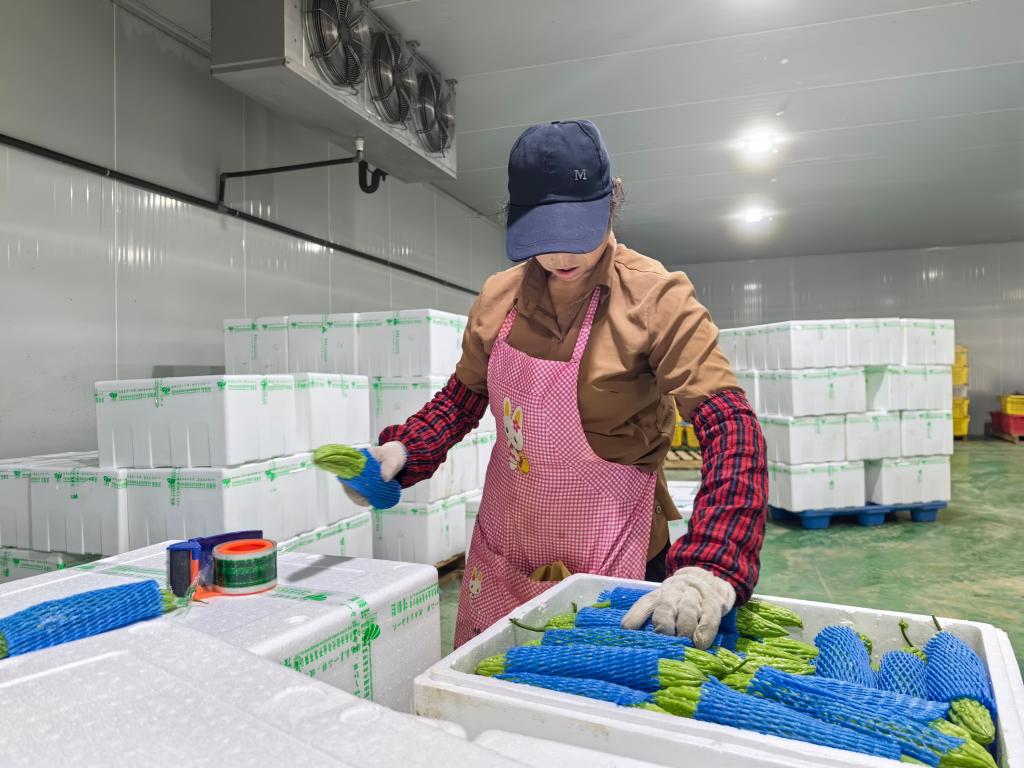   在寧夏興耘田現代農業開發有限公司冷庫中，工人正在封裝蔬菜。 新華社記者馬思嘉攝