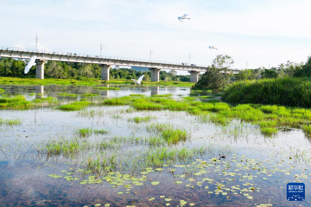   這是10月10日在馬來西亞彭亨州拍攝的馬來西亞東海岸鐵路（無人機拍攝）。 新華社記者程一恒攝