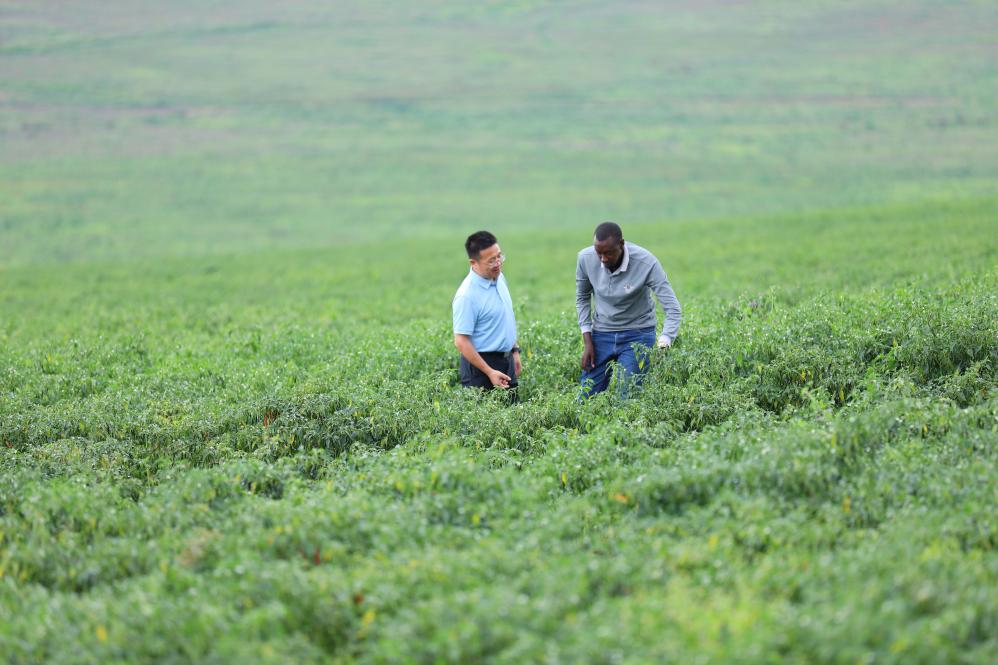   2025年5月22日，在盧安達加紹拉農場，湘農國際非洲商務代表與當地農業技術員查看辣椒長勢。 新華社記者吉莉攝