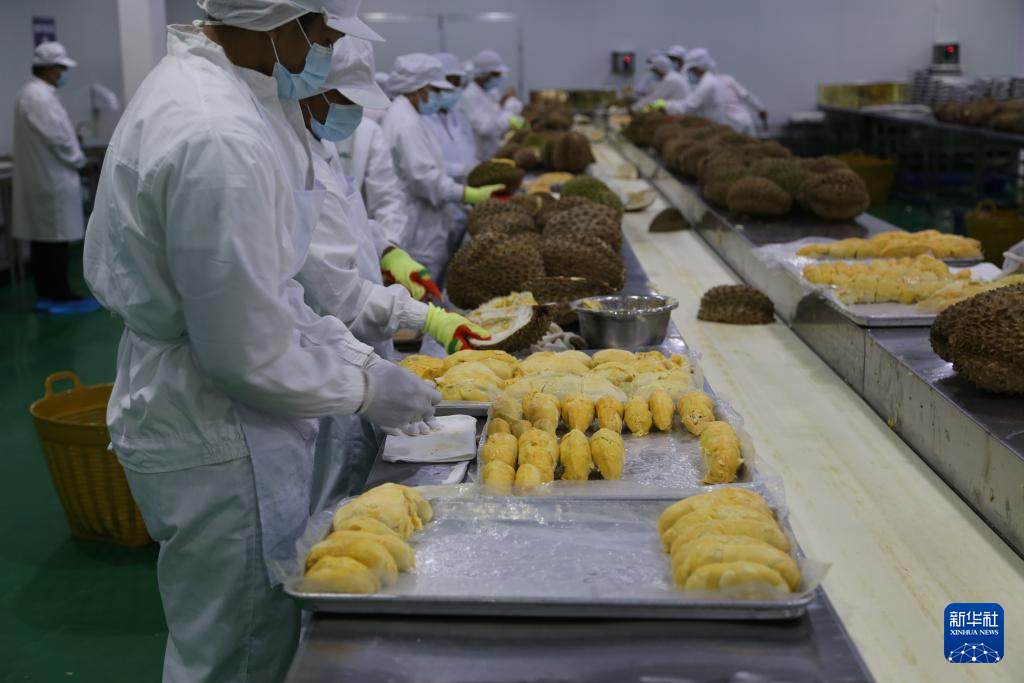 On October 30th, at Melon Company in Davao City, Philippines, workers were processing frozen durian meat that was about to be shipped to China. Photo by Nie Xiaoyang, Xinhua News Agency reporter
