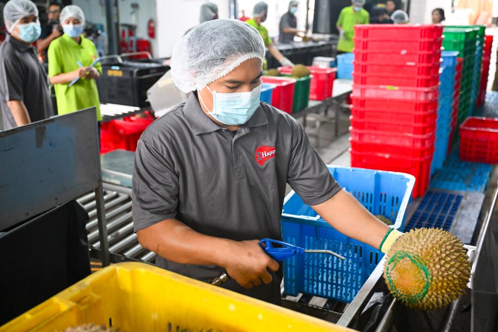 On October 16th, at a durian processing plant in Selangor, Malaysia, staff prepared to conduct a preliminary cleaning of the sorted durians. Photo by Cheng Yiheng, Xinhua News Agency reporter