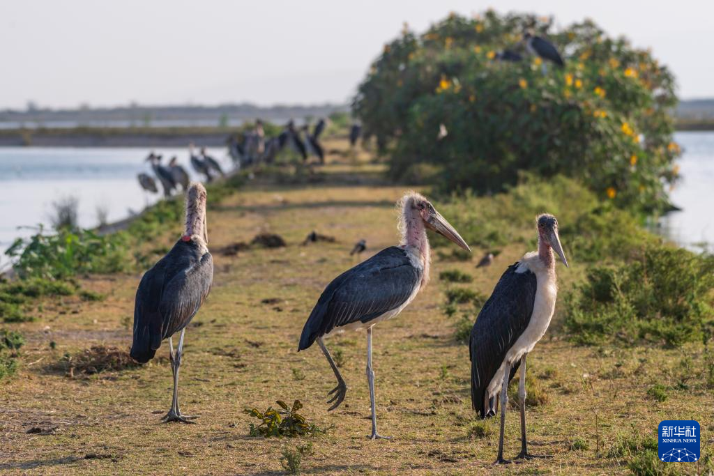 This is a photo of an African bald stork taken on February 6th at the Dandora sewage treatment plant in Nairobi, Kenya. Photo by Xinhua News Agency reporter Xie Jianfei