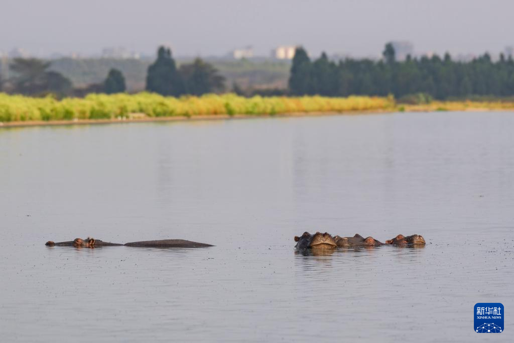 This is a hippopotamus captured on February 6th at the Dandora sewage treatment plant in Nairobi, Kenya. Photo by Xinhua News Agency reporter Xie Jianfei