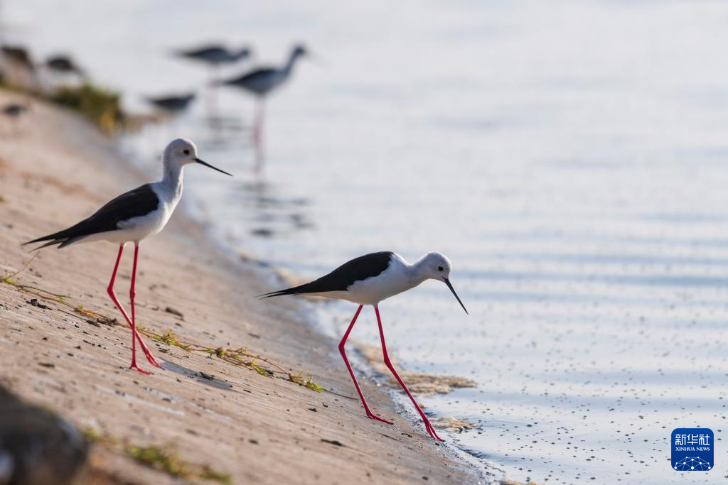 This is a black winged sandpiper captured on February 6th at the Dandora sewage treatment plant in Nairobi, Kenya. Photo by Xinhua News Agency reporter Xie Jianfei