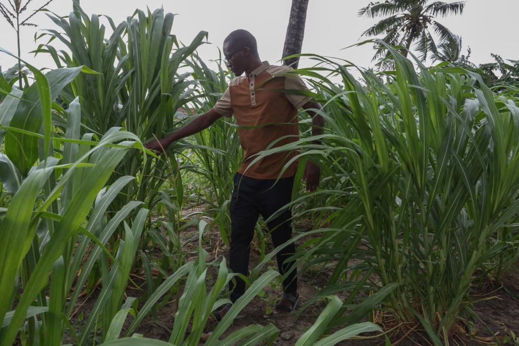 On June 5, 2025, Tanzanian youth Joel Bisoma observed the growth of mushroom grass on a farm in Dar es Salaam. Xinhua News Agency (Photo by Hermann Emanuel)